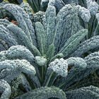 Kale