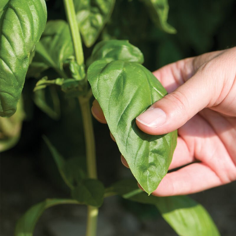 Basil-Genovese