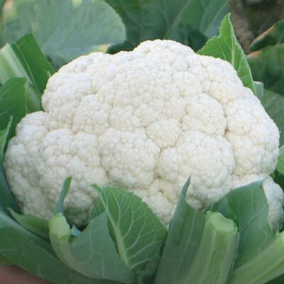 Cauliflower