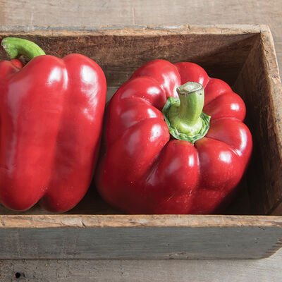 Pepper-Red Bell