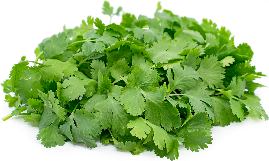 Cilantro.png