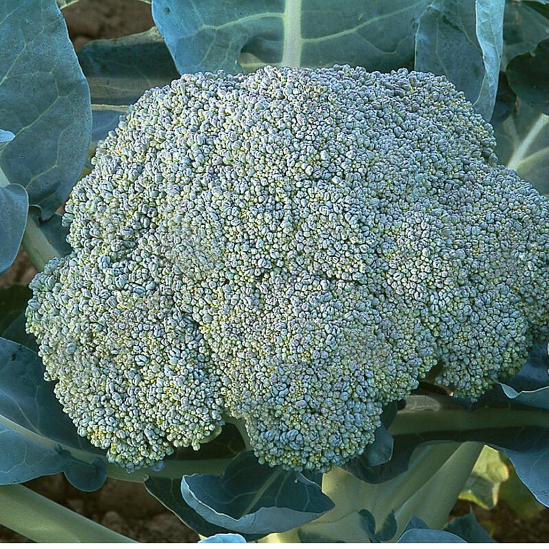 Broccoli