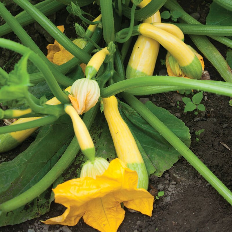 _zephyr squash.jpg