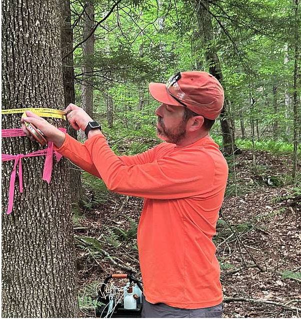 Protecting Vermont's Ash: A Fall Walk in the Woods
