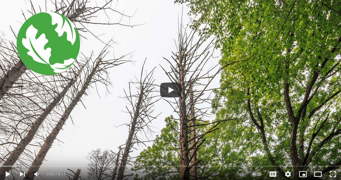 Sustaining Ash Partners Network: Image from video titled "Trees in Peril"