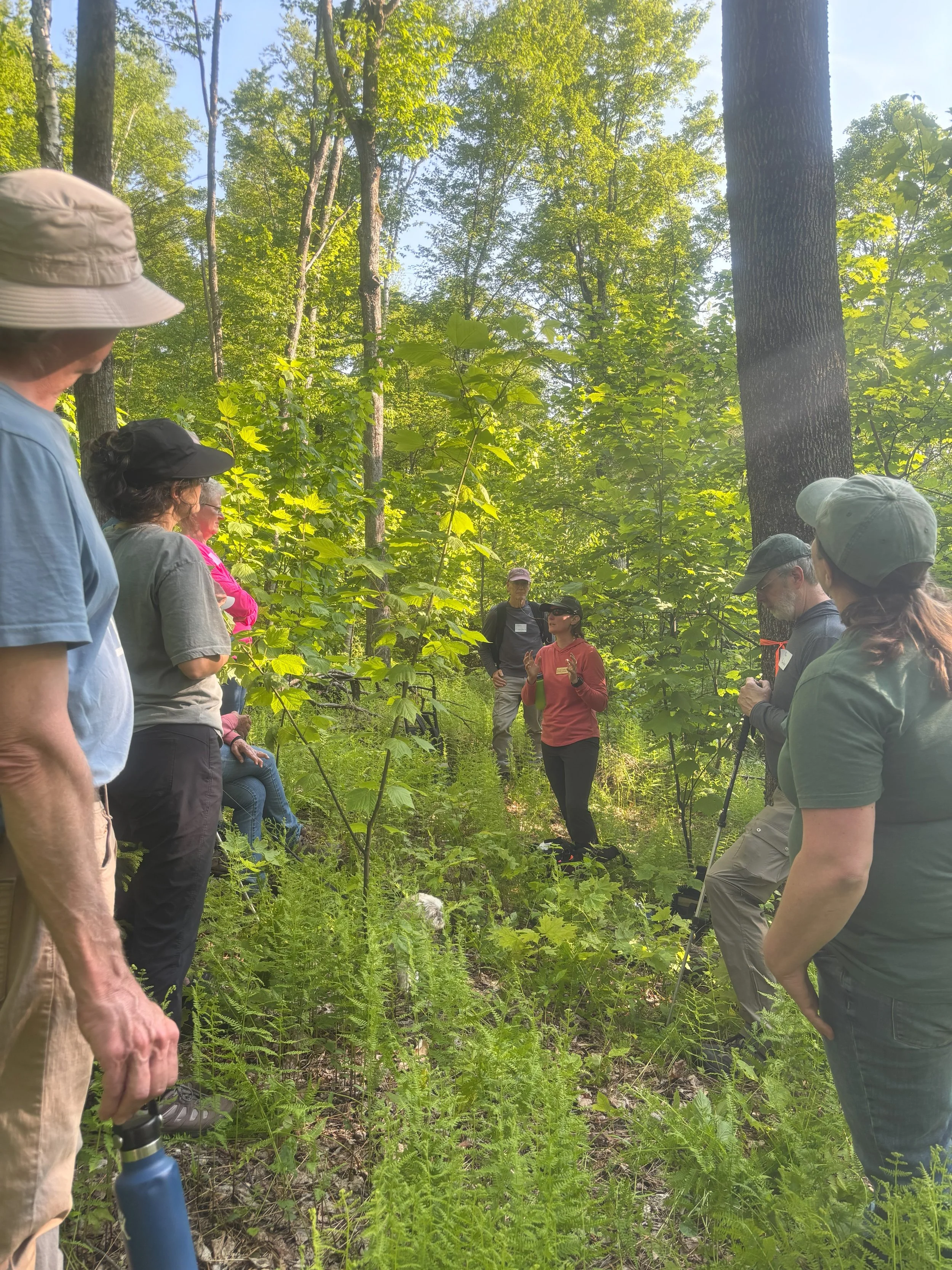 A group of people on a guided nature walk, viewing an insecticide injection treatment by Vermont Land Trust VLT.