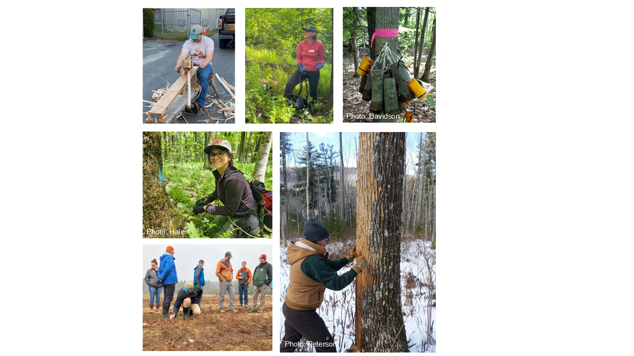 Collage featuring black ash basketry, insecticide injections, bark peeling, surveying ash seedlings