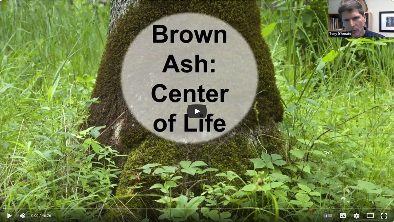 Sustaining Ash Partners Network: Slide from presentation titled "Everything Ash Webinar Series: Benefits and Ecosystem Services of Ash"