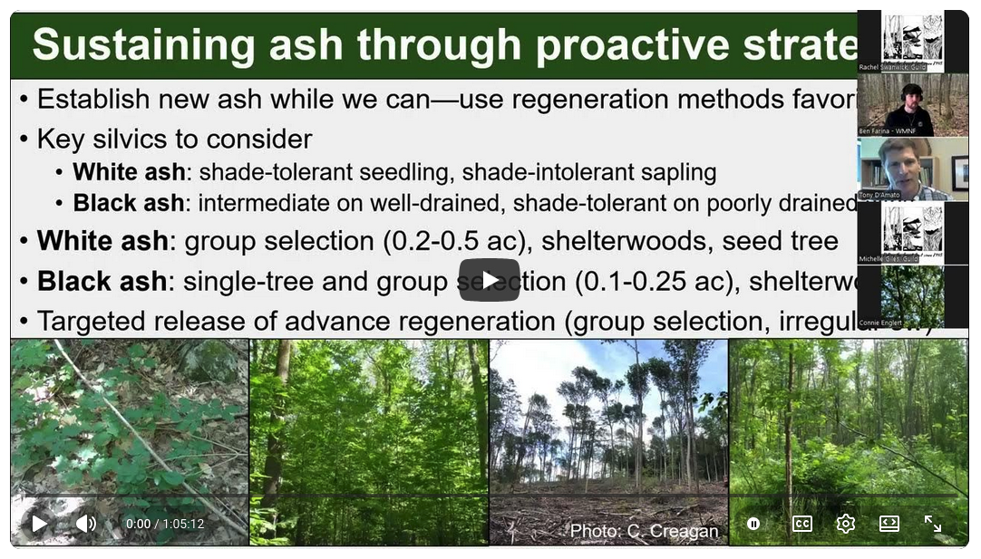 The Silvics of Ash Stewardship Across the Northeastern Landscape
