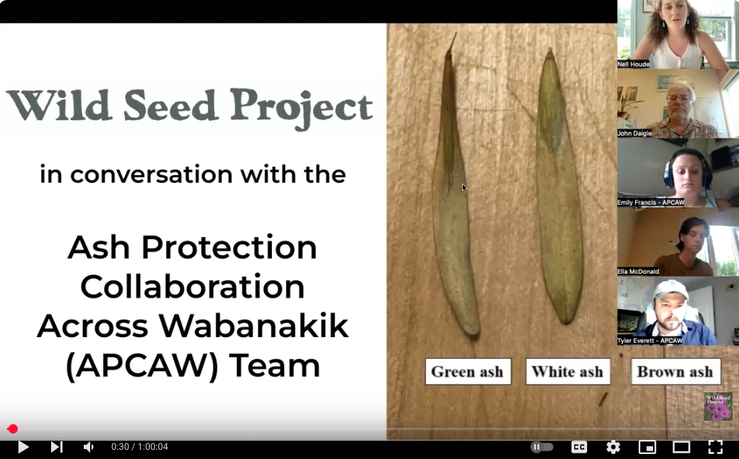 SSustaining Ash Partners Network: Slide from presentation titled "Wild Seed Project In Conversation with Ash Protection Collaboration Across Wabanakik (APCAW) Team"