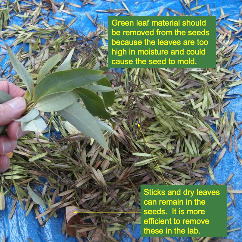 Sustaining Ash Partners Network: Close-up of a hand holding green leaves among a pile of dry leaves and seeds on a blue tarp, with instructions for removing green leaves from seeds to prevent mold and recommending to dry leaves in a lab.