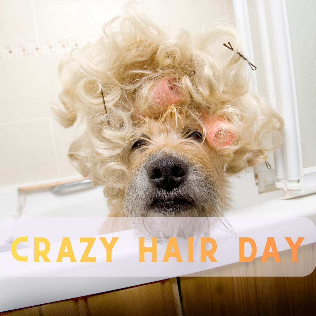 Spirit Week - Crazy Hair Day