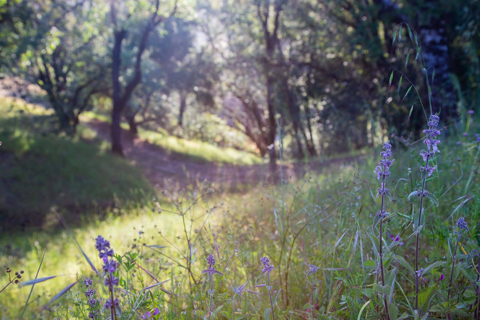 The Valley in Spring.jpg
