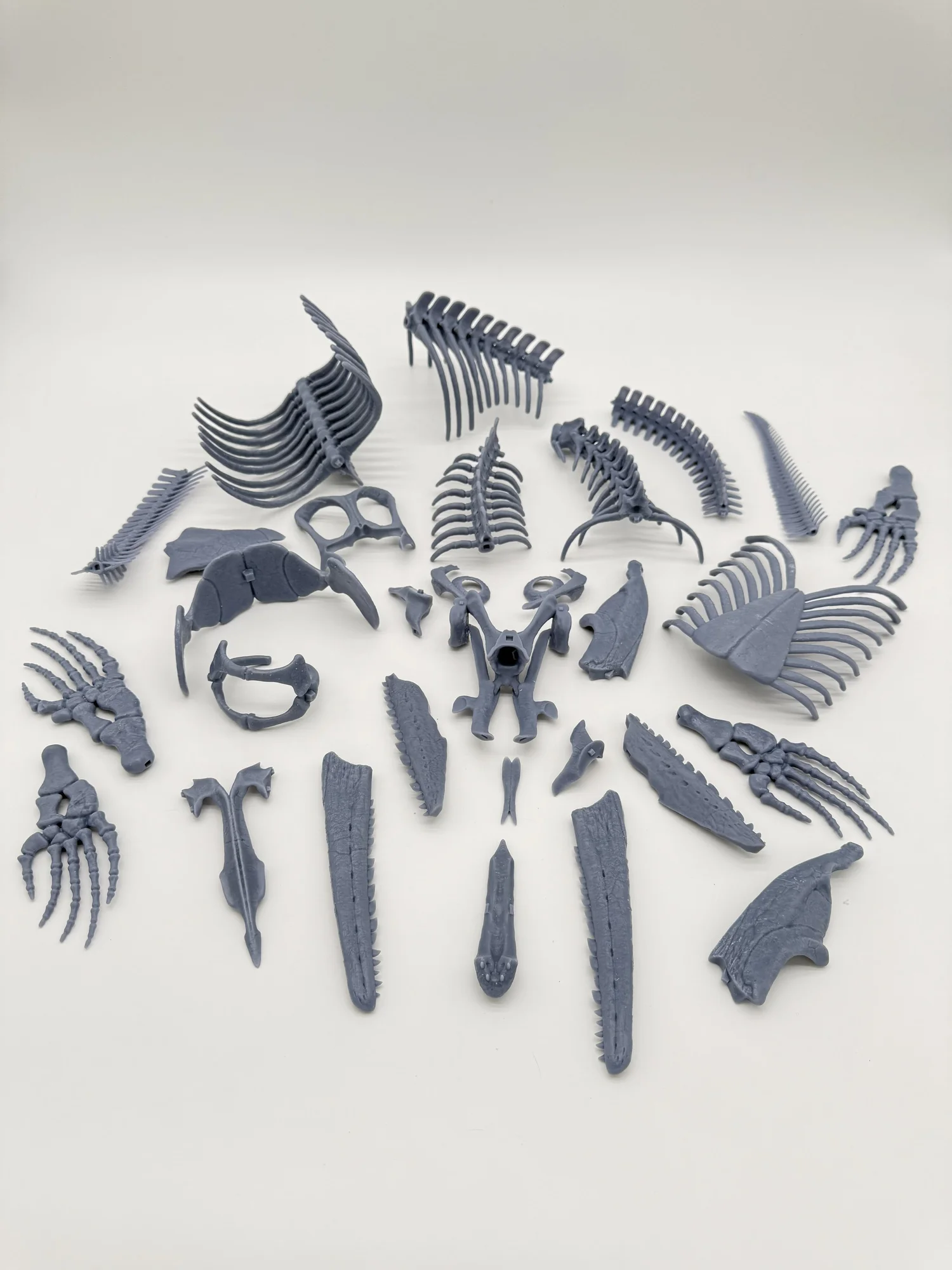Signature Series: Xenodens Skeleton – The Smallest Mosasaur Ever