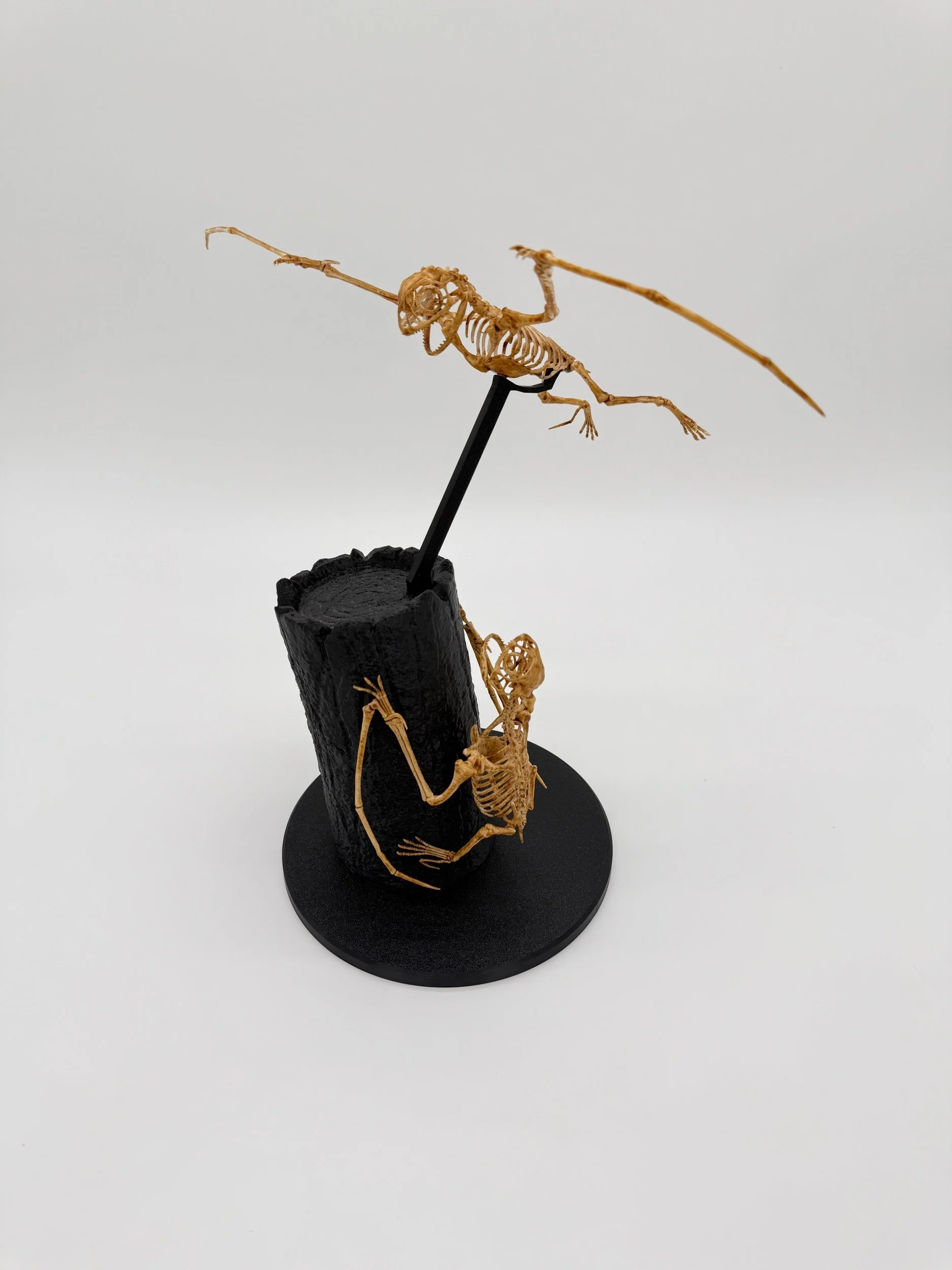 Anurognathus Night Glider Duo – Twilight Hunters of the Jurassic