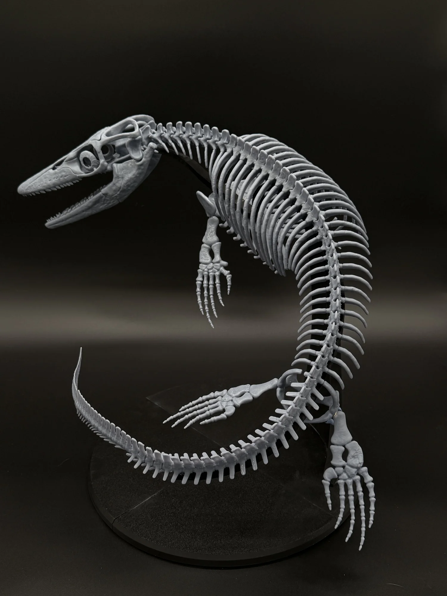 Signature Series: Xenodens Skeleton – The Smallest Mosasaur Ever