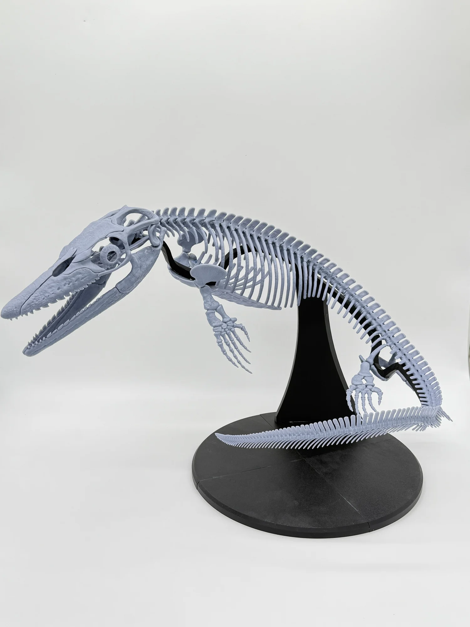 Signature Series: Xenodens Skeleton – The Smallest Mosasaur Ever