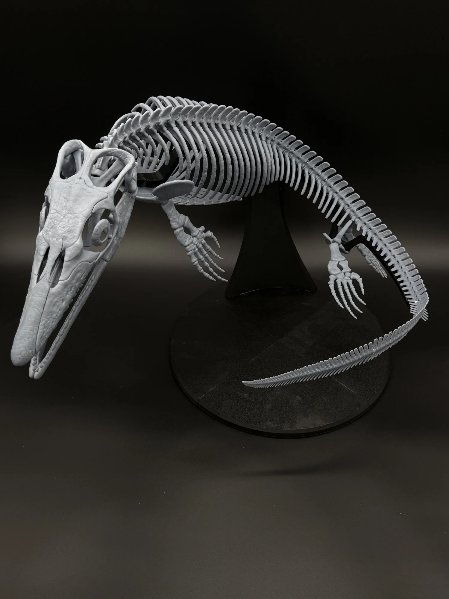 Signature Series: Xenodens Skeleton – The Smallest Mosasaur Ever