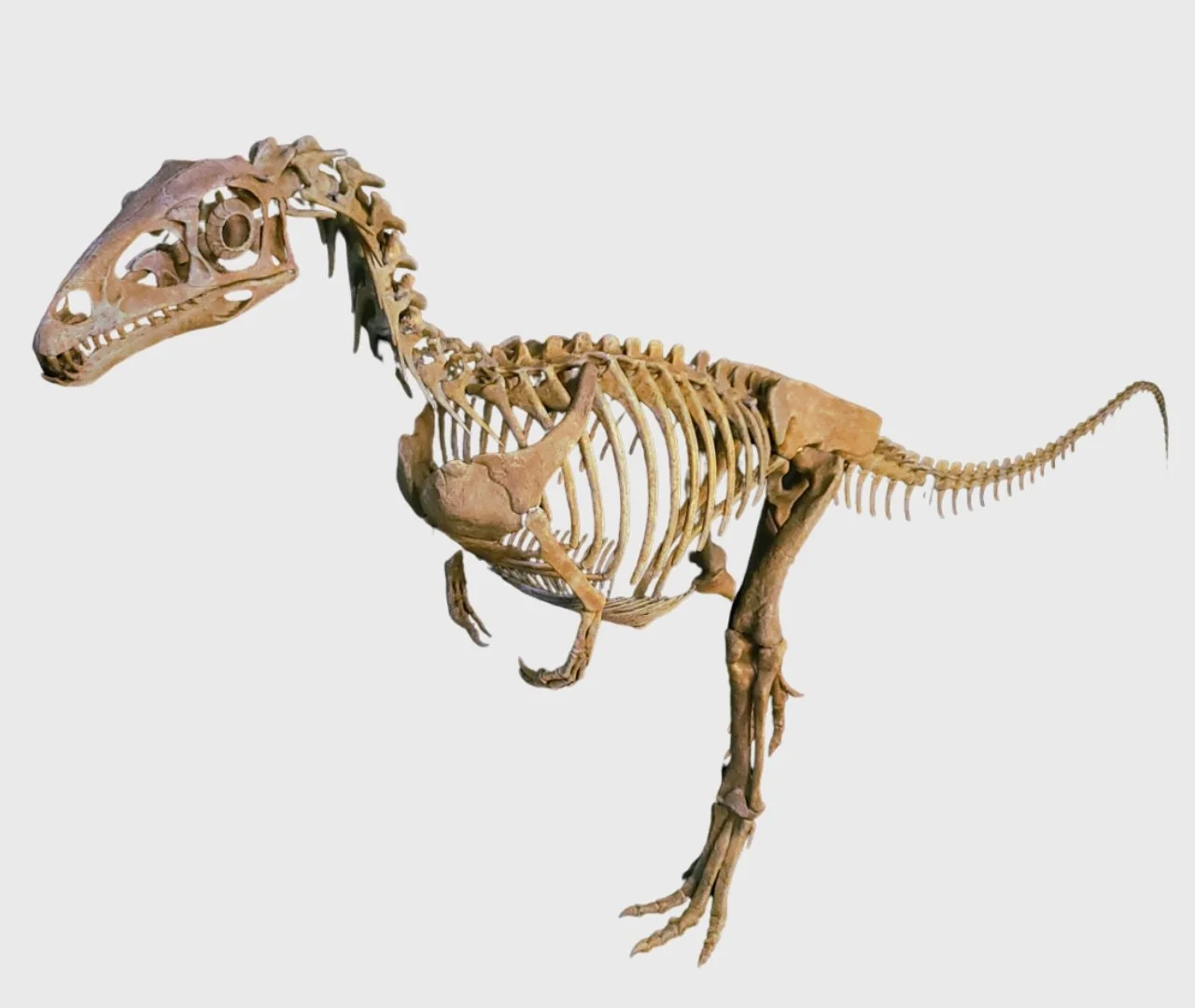 Masiakasaurus Skeleton – The Crooked Jaw Hunter