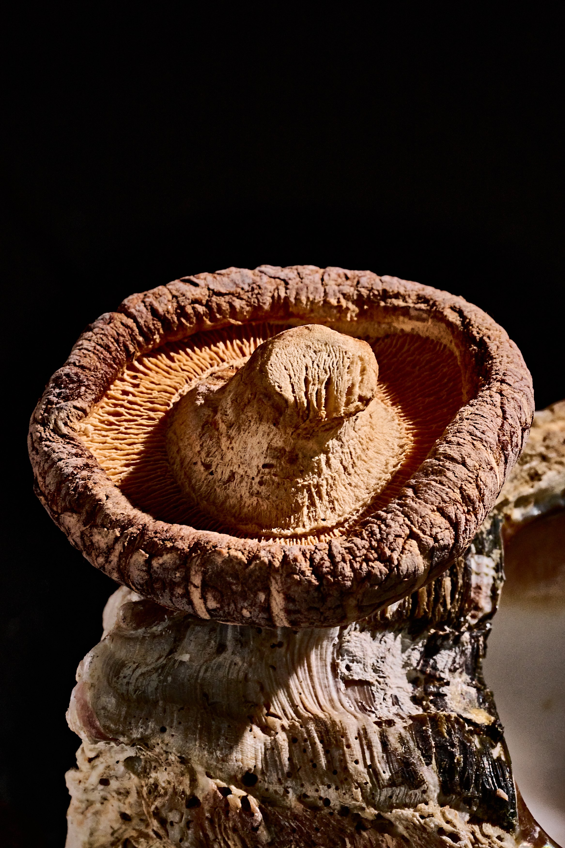 Un hongo marrón en forma de sombrero con superficie rugosa, creciendo en una base áspera y blanquecina.