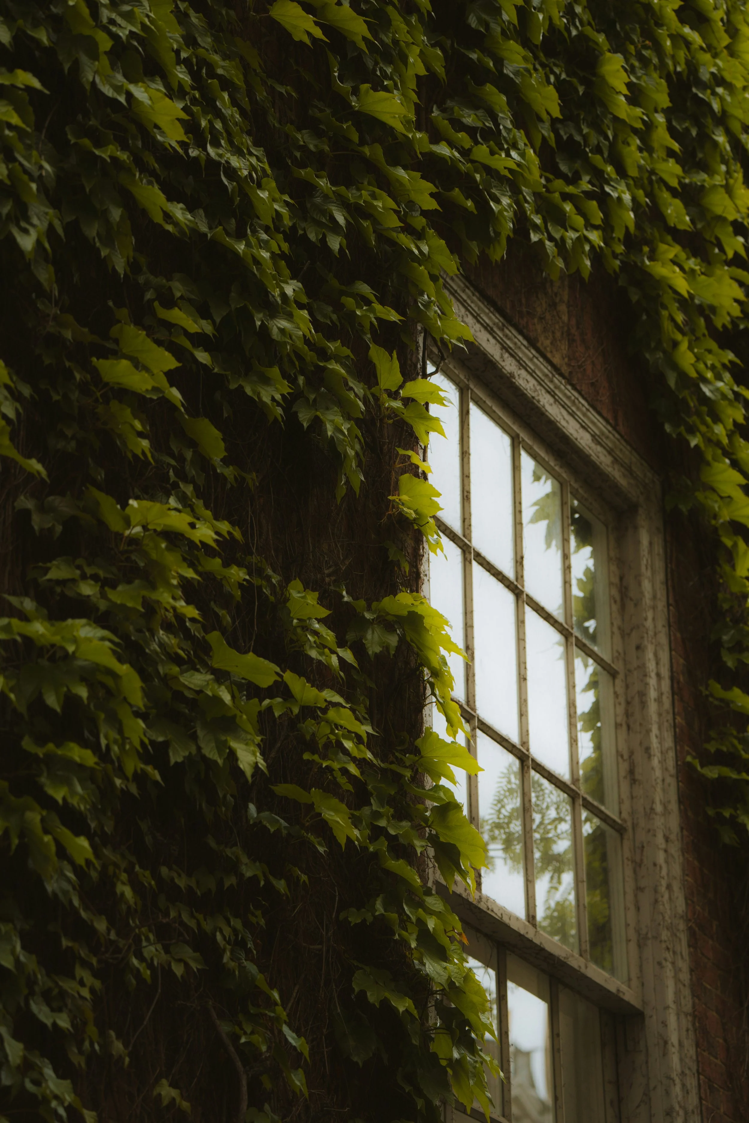 Boman Editing → Boman Communications: A Journey of Growth and Purpose