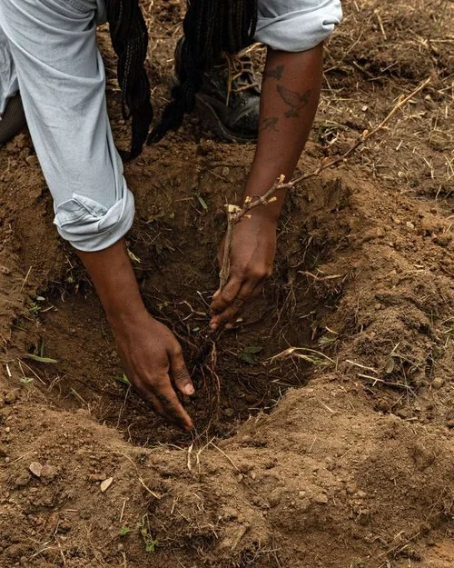 krista scruggs hands planting a grapevine in soil, symbolizing growth and connection to the land