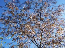 serviceberry