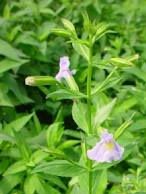 monkey flower