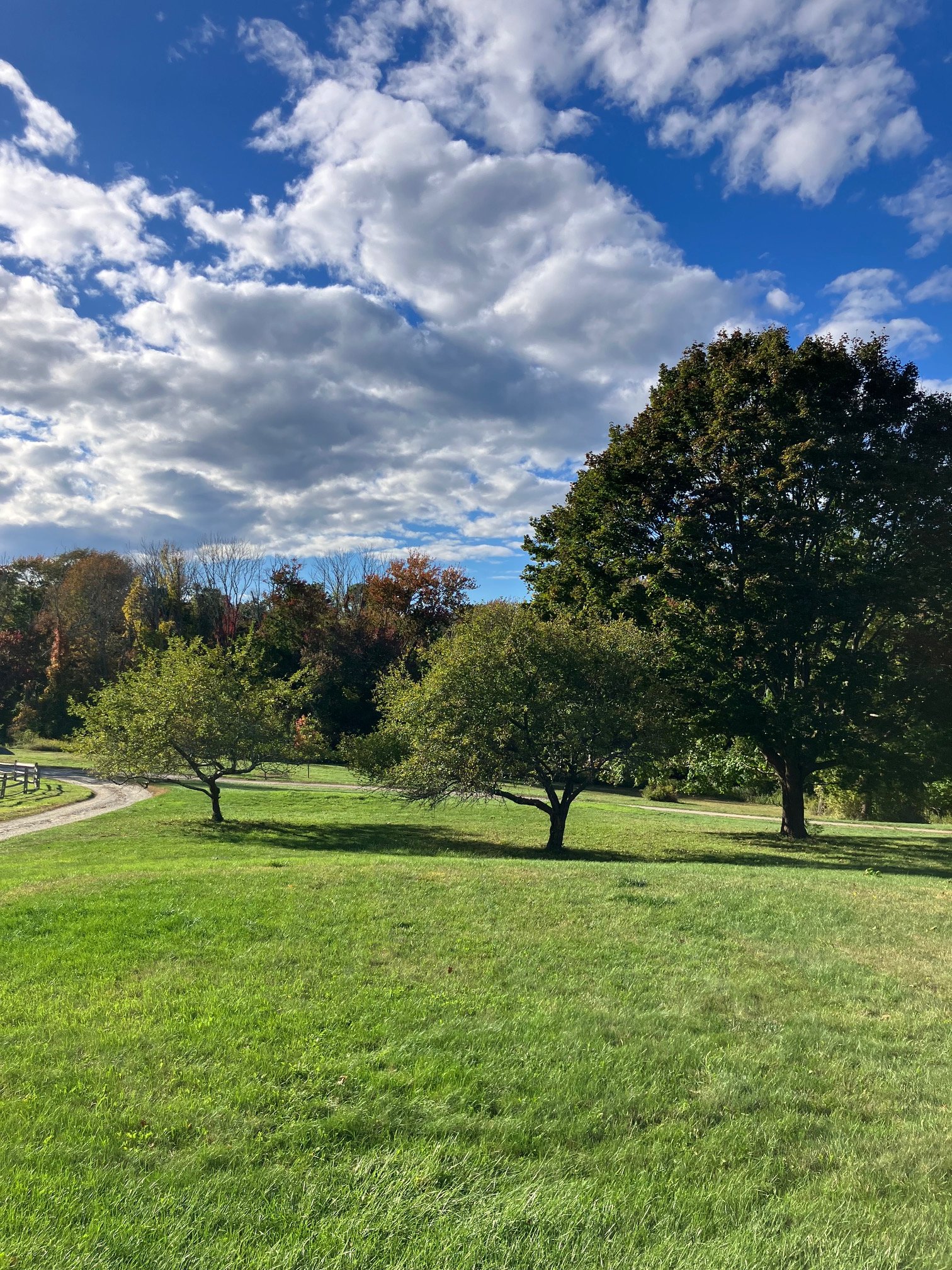 Apple and maple trees