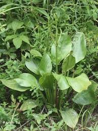 mud plantain