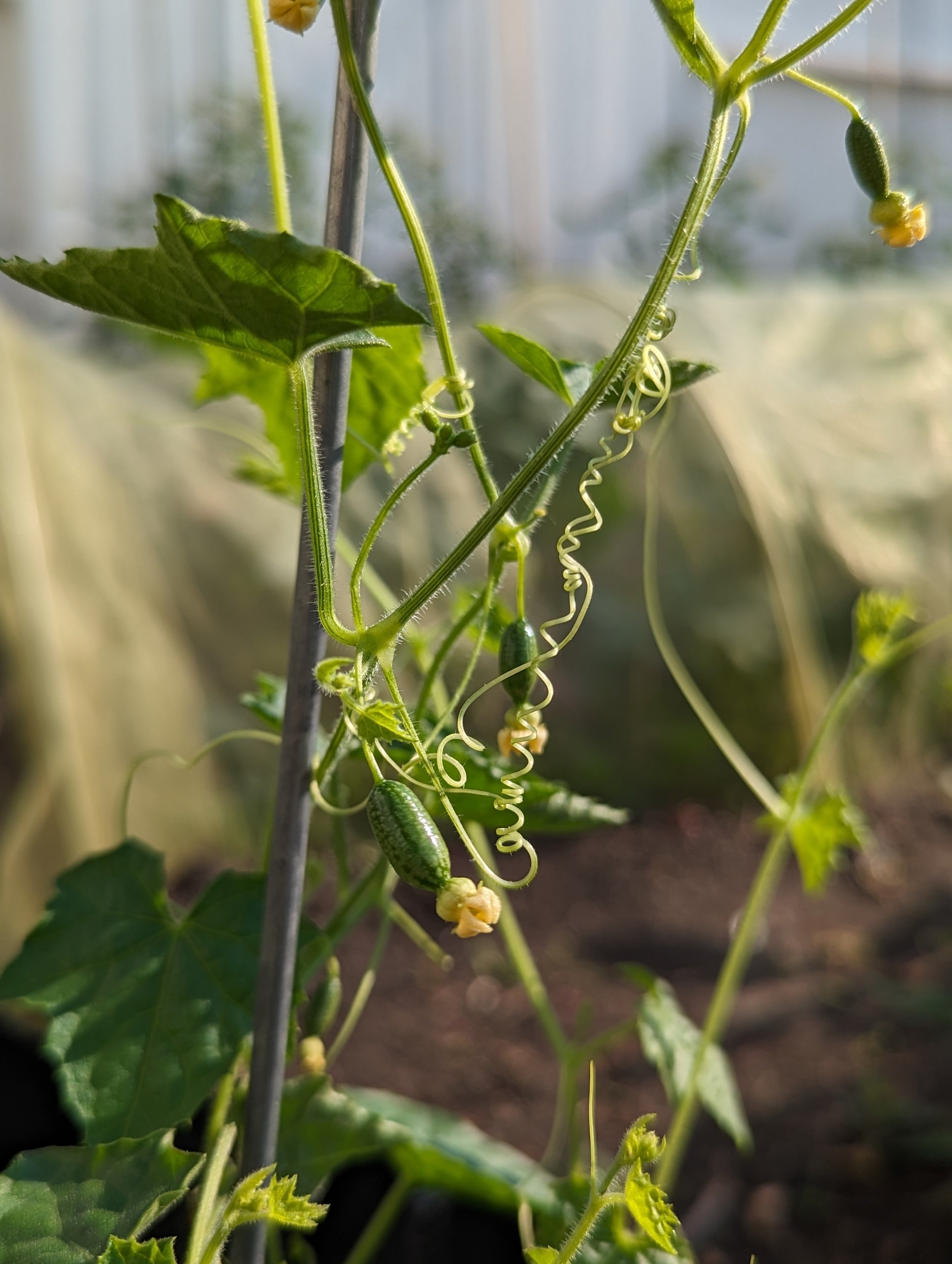 50 cucumelon.jpg