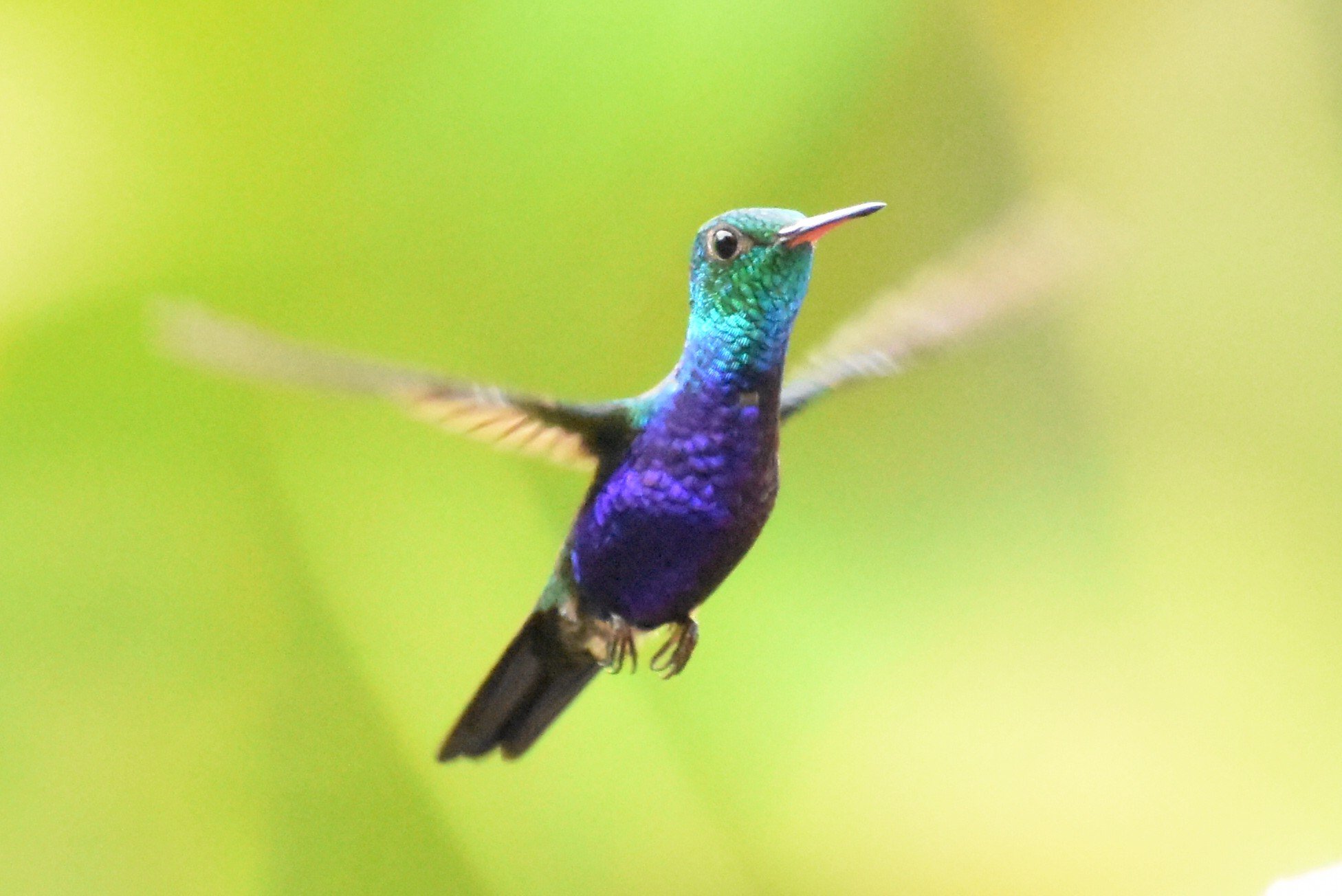 Violet-bellied Hummingbird.jpg