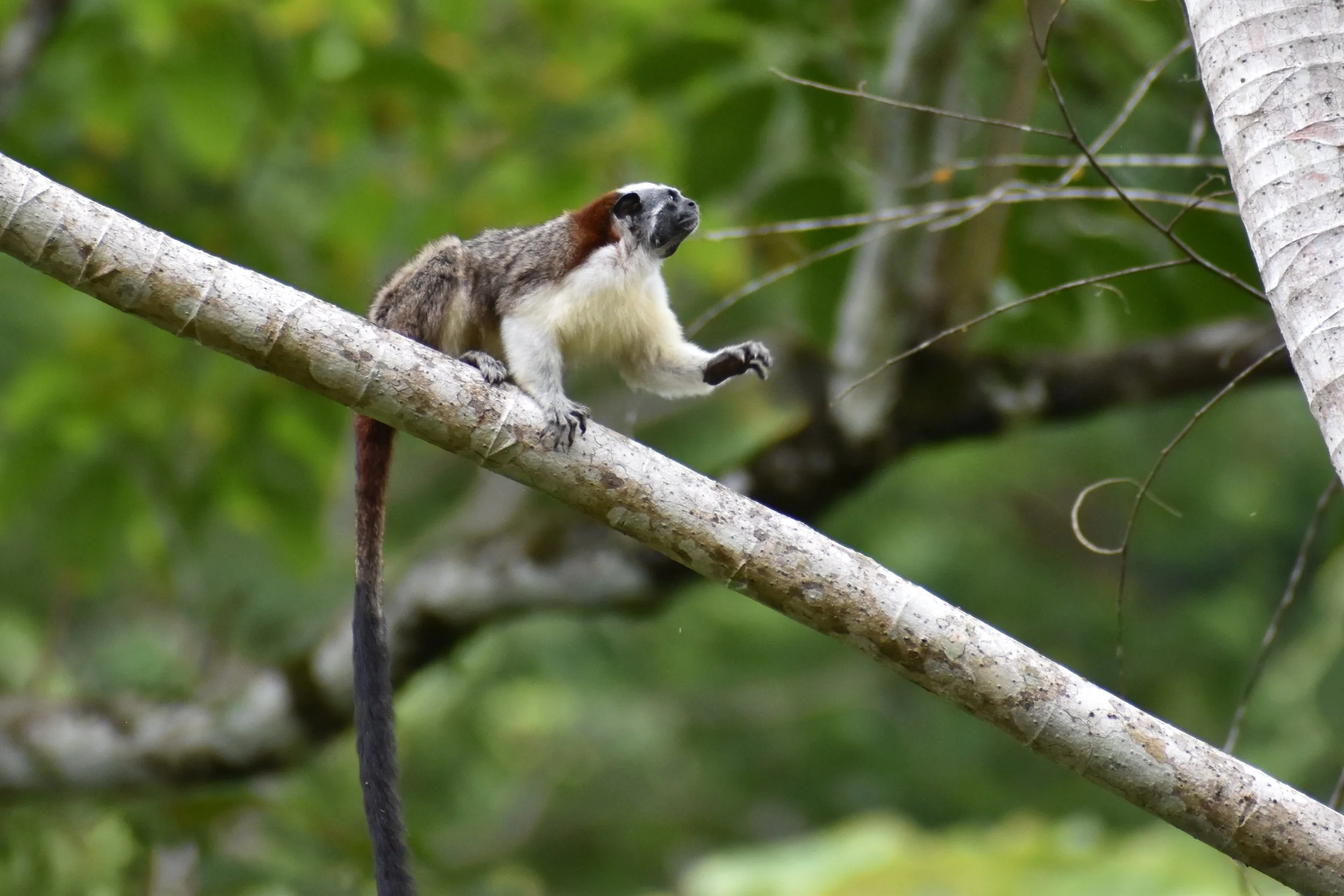 Geoffroy's Tamarin.jpg