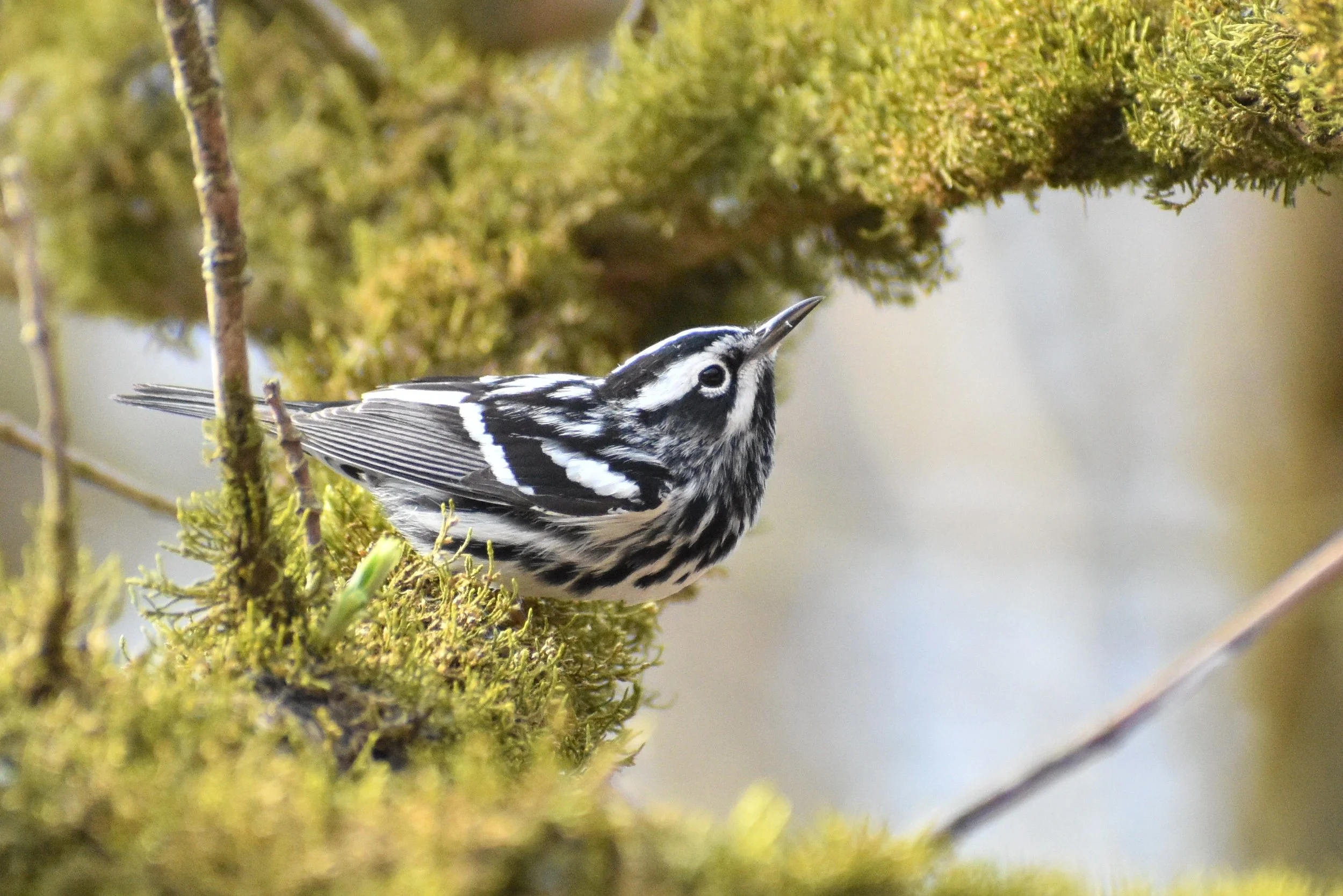 Black-and-white Warbler 1.jpg