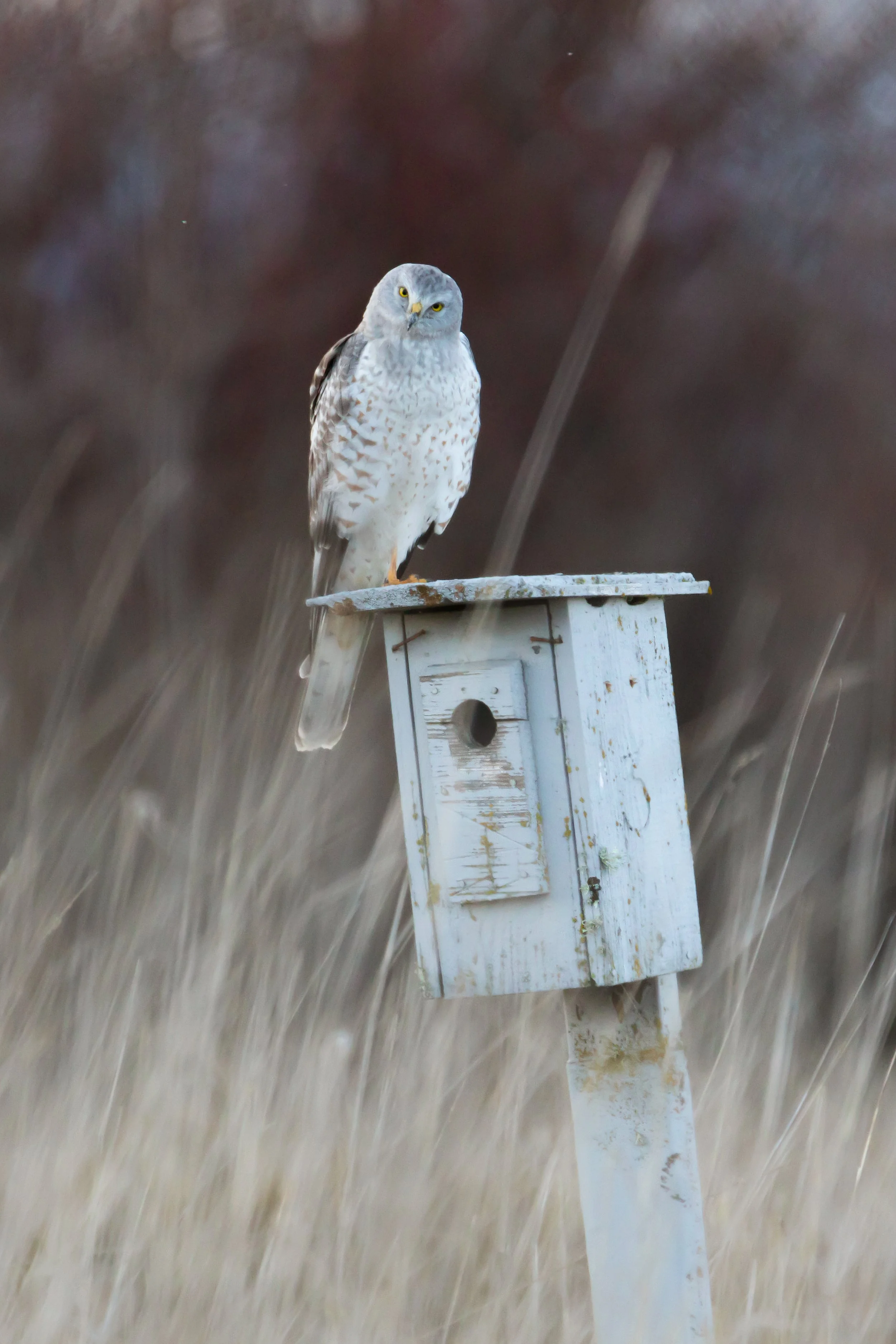 A male Northern Harrier perched on a weathered white birdhouse in a grassy field during a rainstorm.