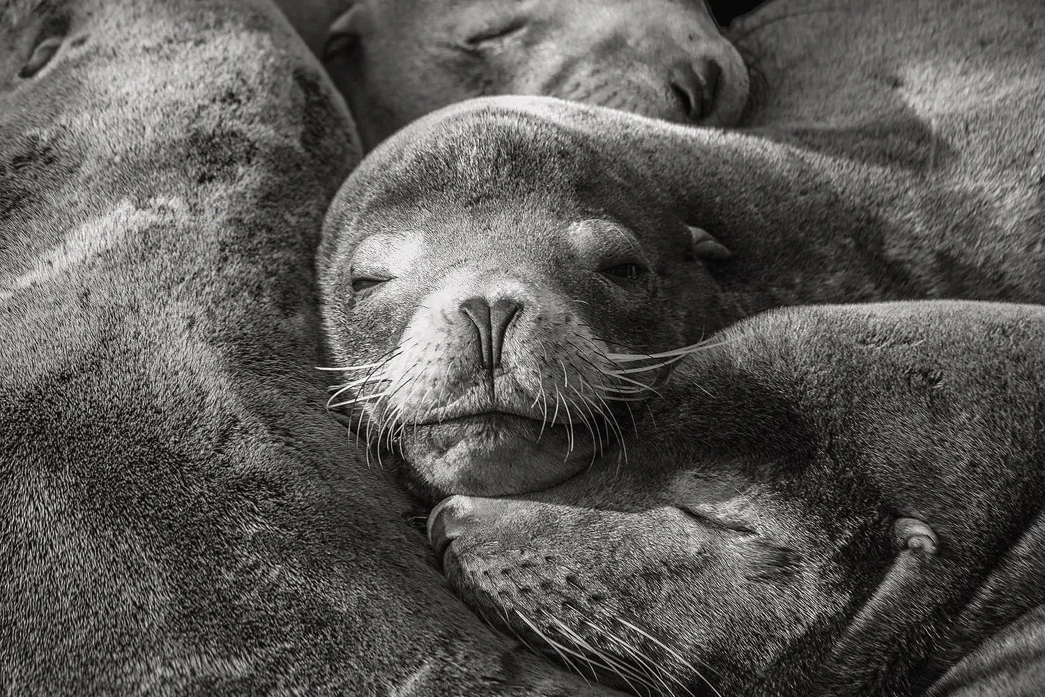 Group of young California Sea lions sleeping closely together, with one sea lion resting its head on another's body, all appearing relaxed and peaceful.