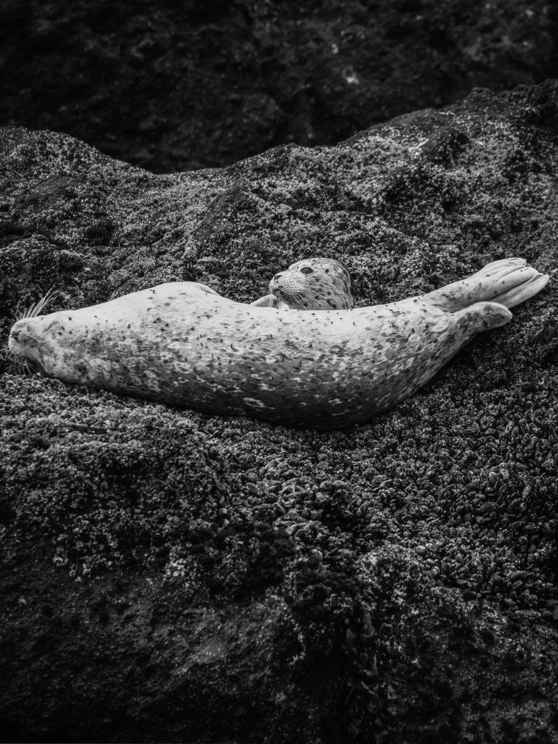 A black-and-white photograph showing a Harbor seal lying on a rocky surface with another seal's head peeking from behind it.