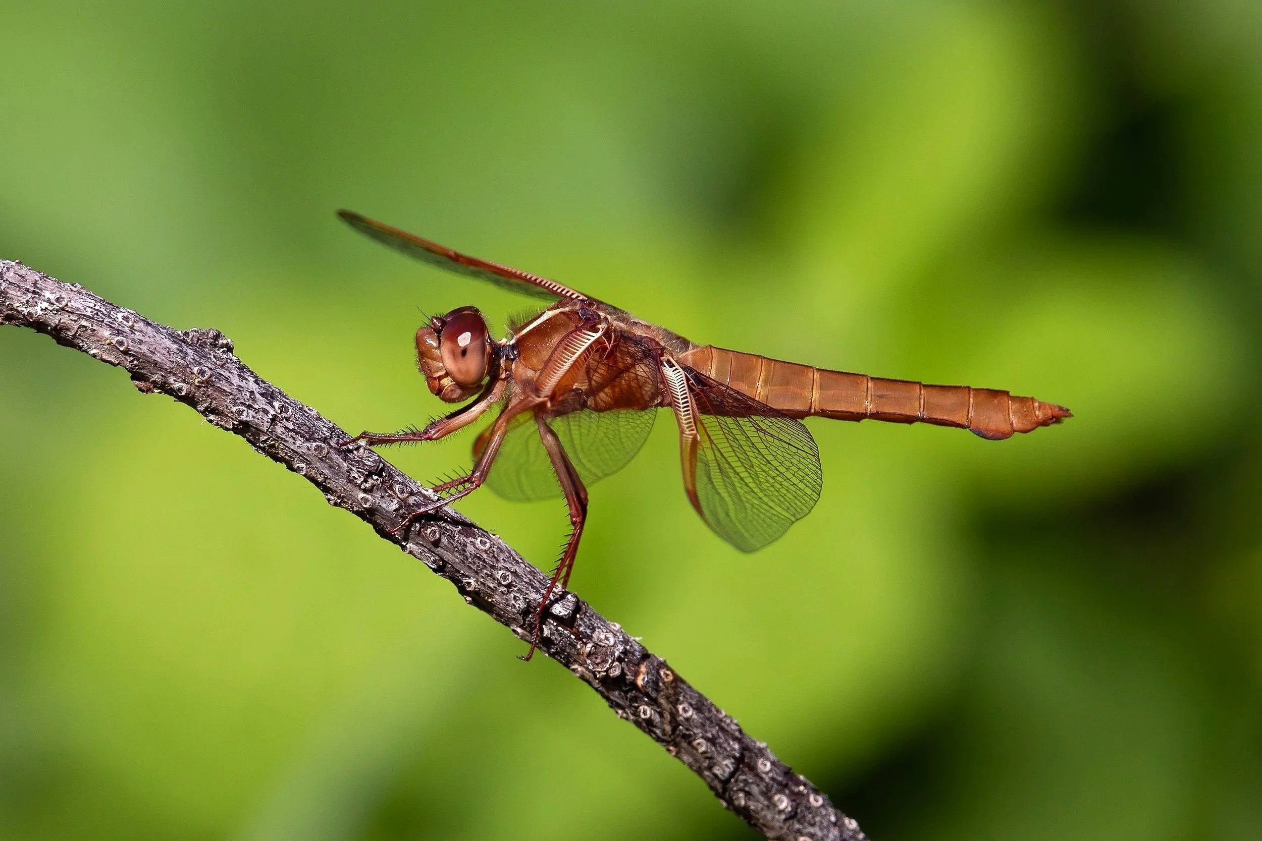 Close-up of a Flame-skimmer dragonfly with delicate wings perched on a thin, textured branch, against a bokeh vibrant green background.