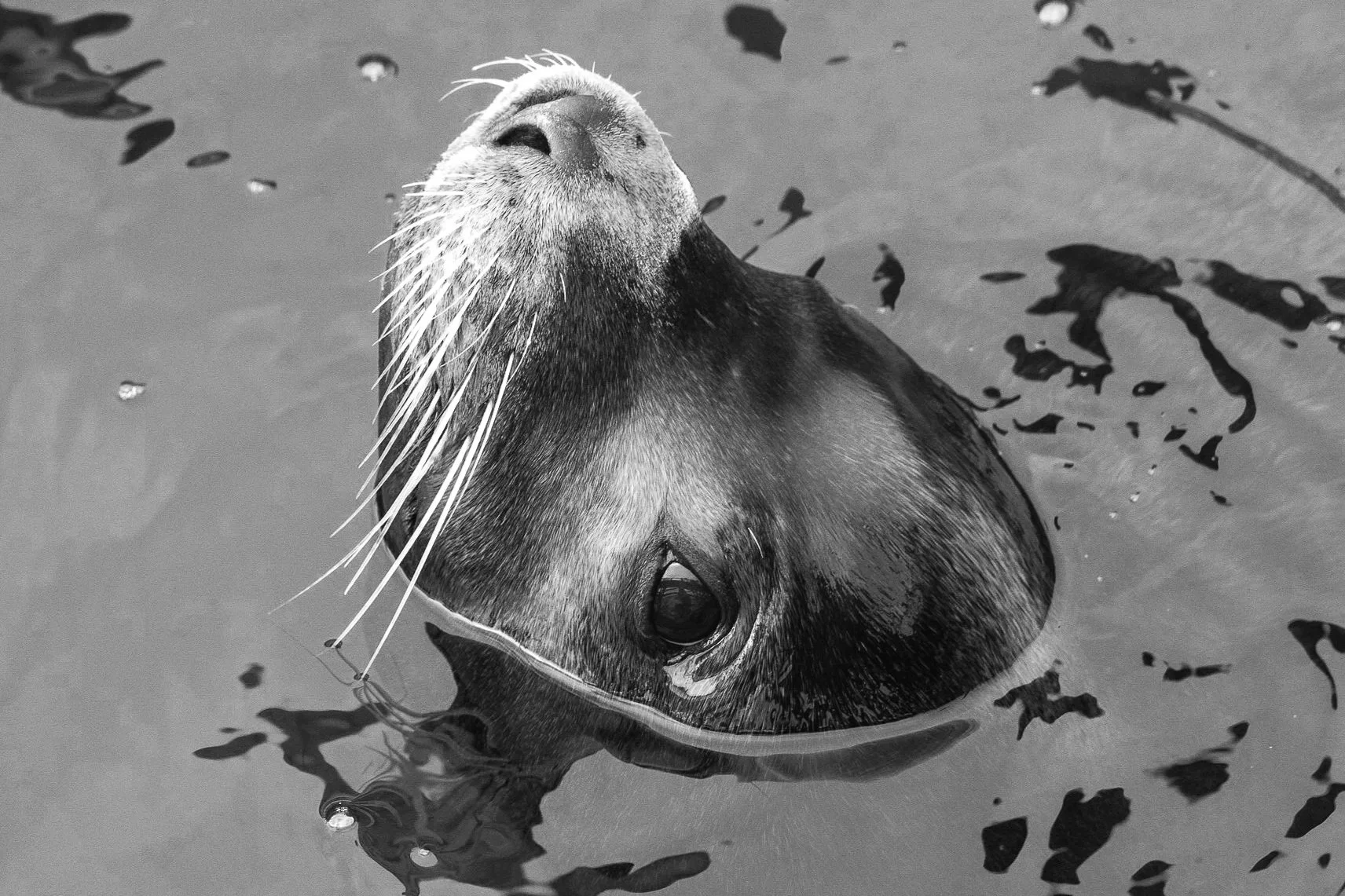 A close-up black and white photo of a sea lion's face, partially submerged in water, with its eyes closed and whiskers visible.