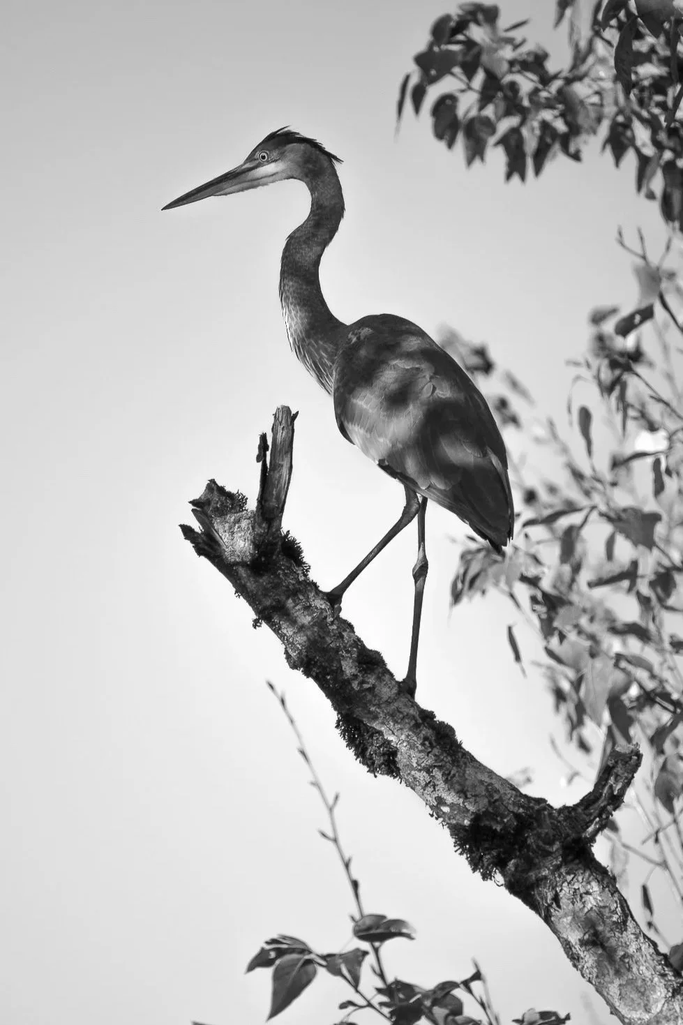 A dramatic black and white photo of a Great Blue heron perched on a tree branch, framed by foliage.