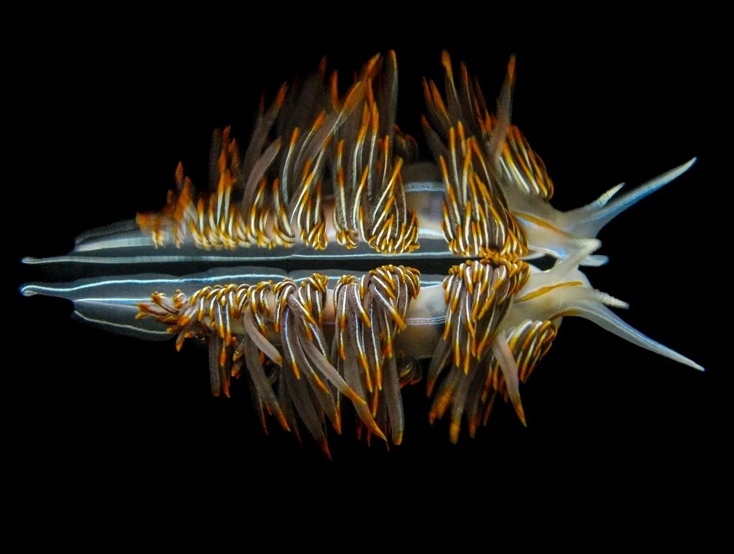 Colorful Opalescent nudibranch sea slug with vibrant orange, yellow, blue and white markings reflected in the water's surface with black background.