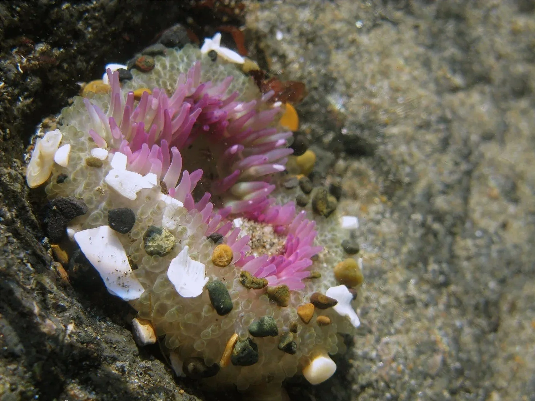 Close-up underwater macro photo of a anenome on a sandy ocean floor, featuring pink tentacle-like structures, small shells, and scattered particles.
