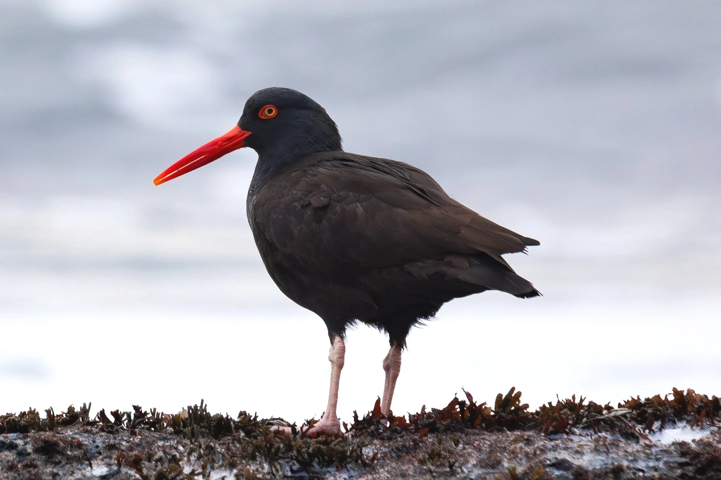 black_oystercatcher_wss_2026.jpg