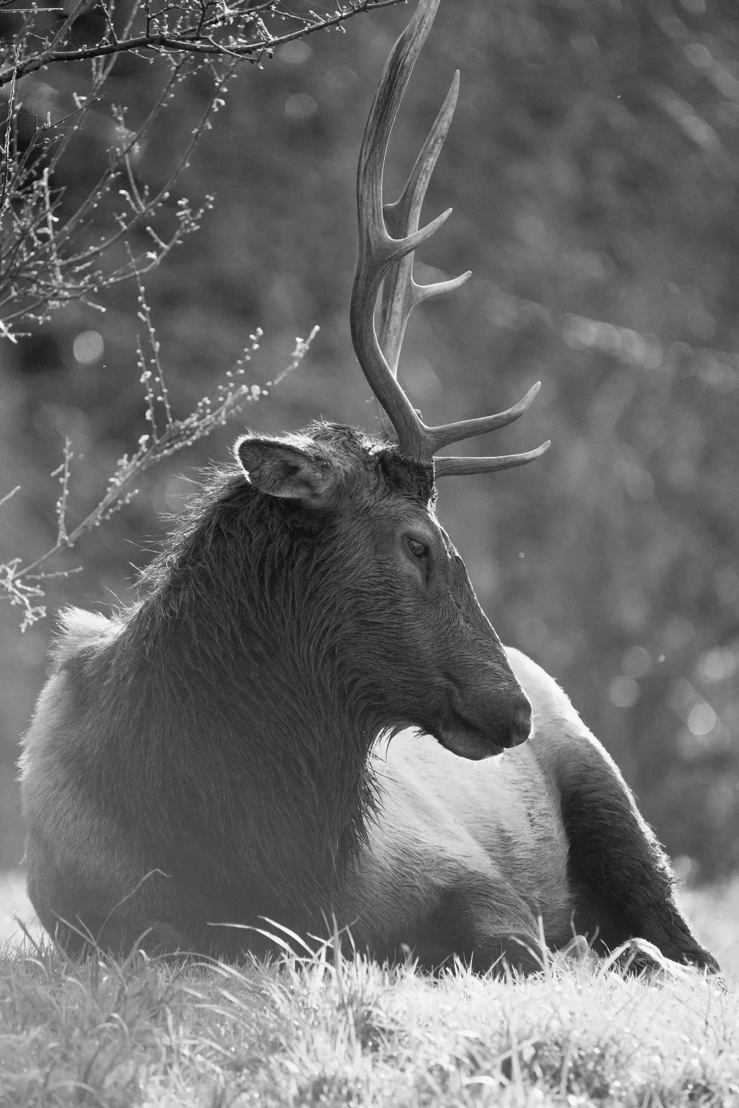 Elk_softlight_tree%25252Bcopy.jpg