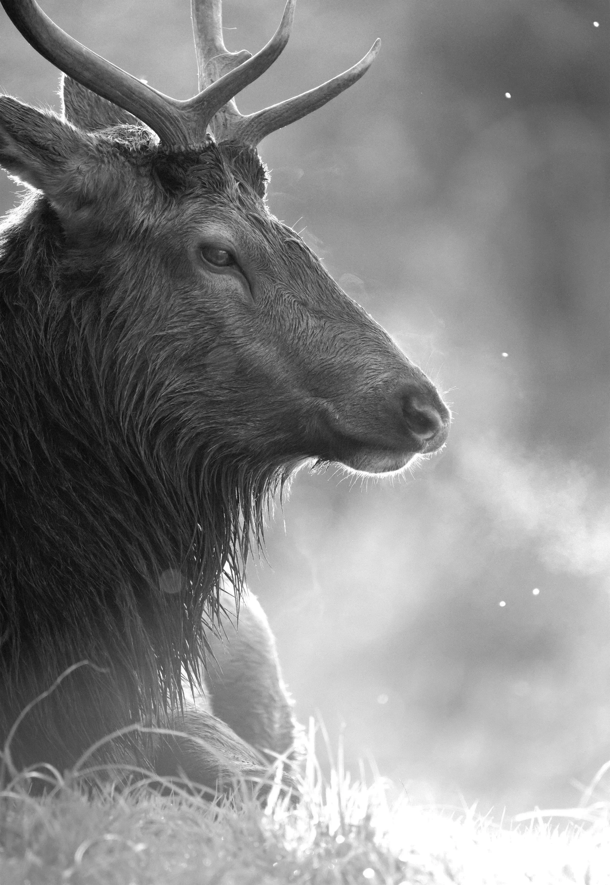 Close-up of a Roosevelt elk resting on the grass, breathing on a cold winter morning, black and white photo.