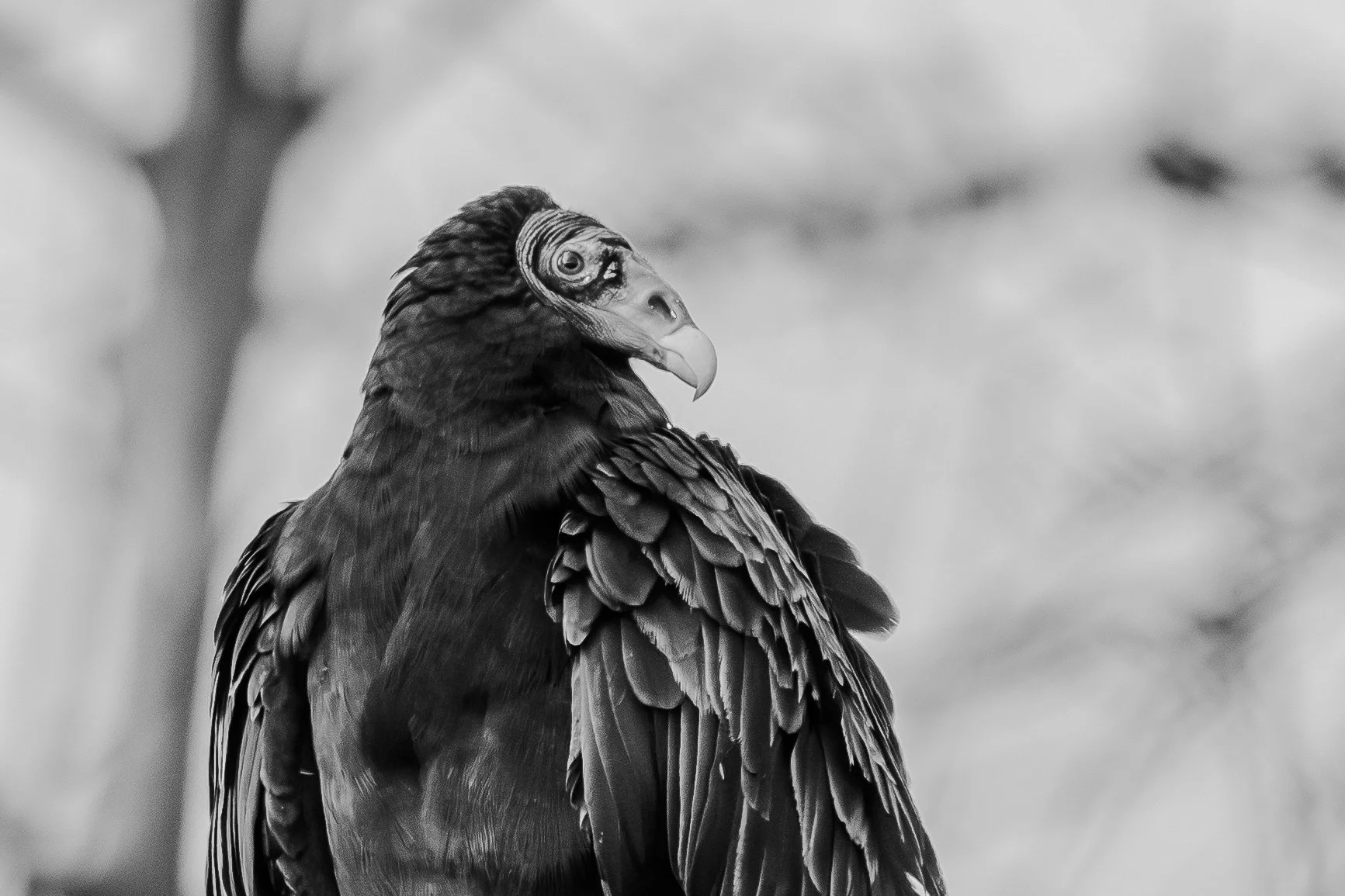 tuvu_bw_wss_2026.jpg