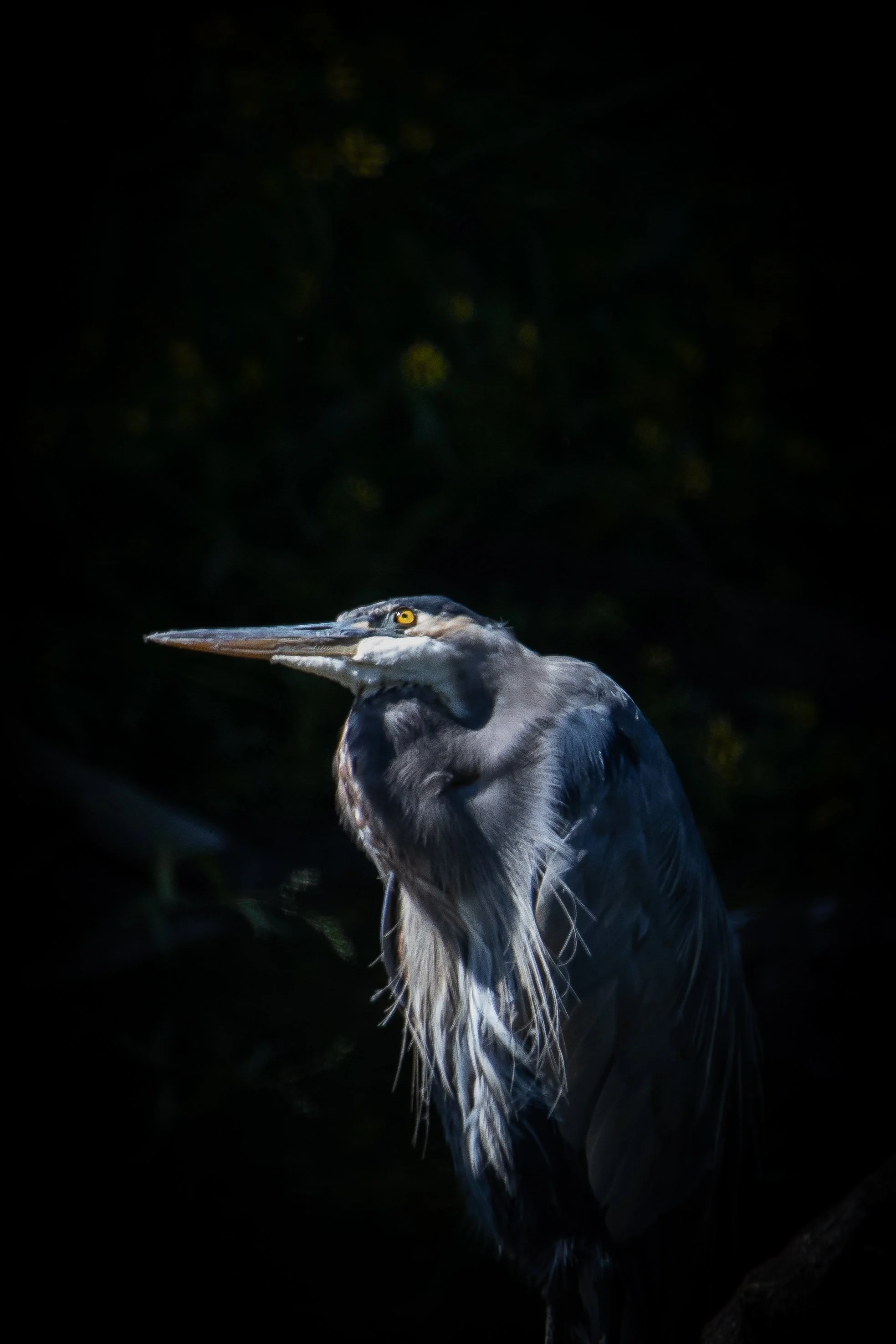 gbh_eye_vertical_wss_2026-1.jpg