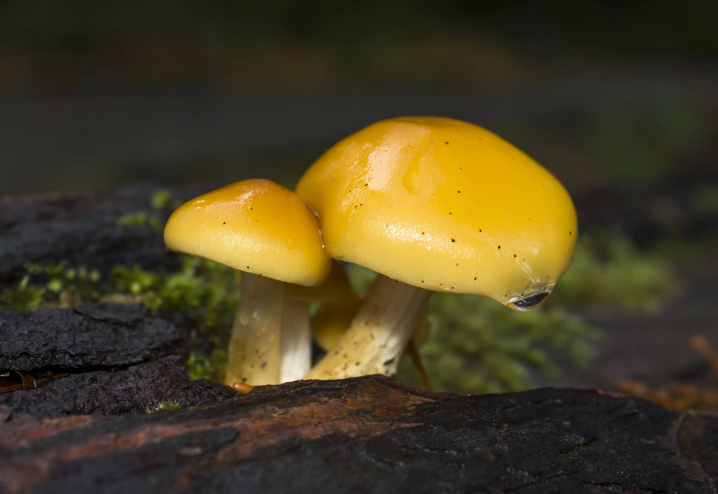Macro photo of two rain soaked yellow mushrooms growing on dark, damp wood with moss and bokeh background.