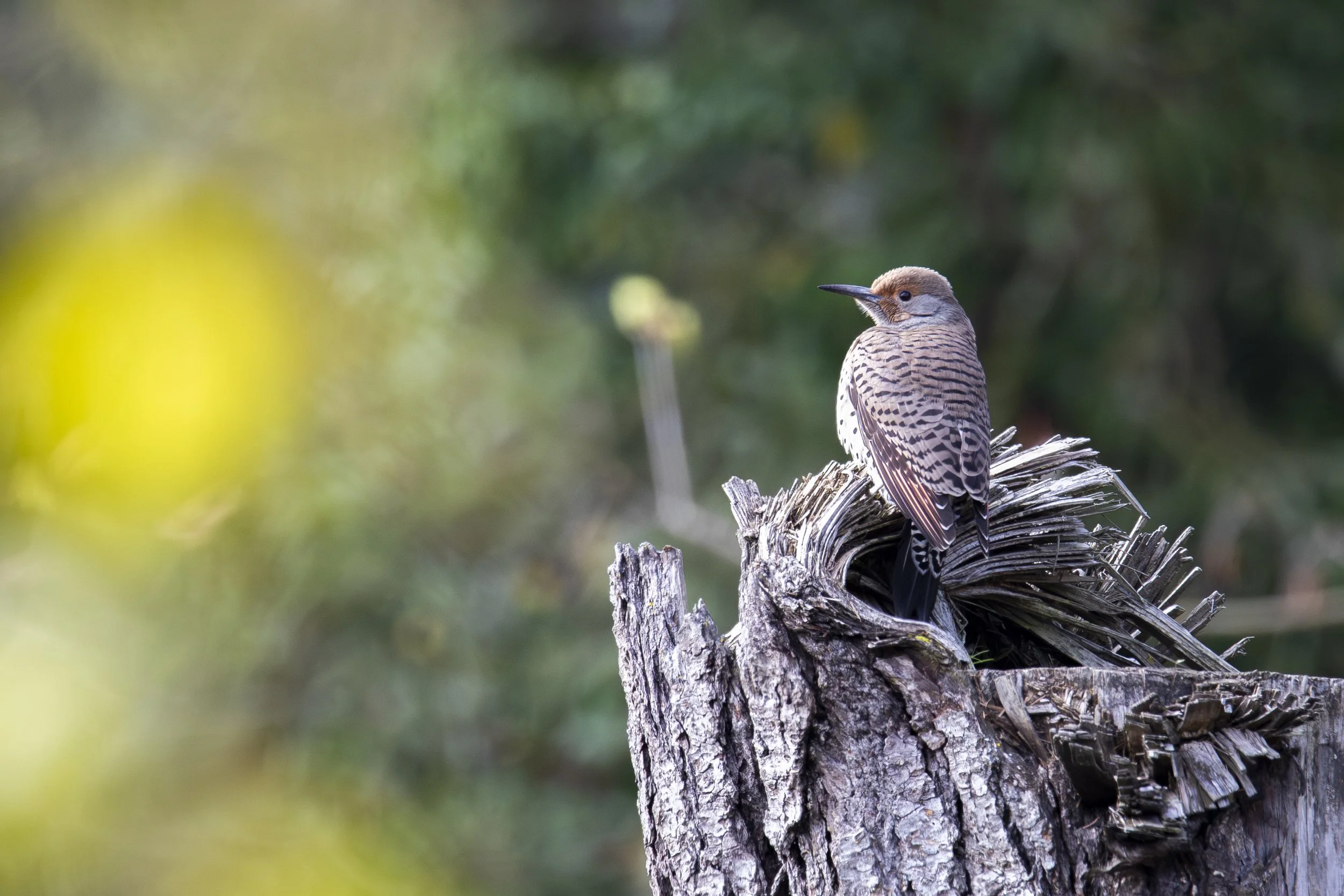 Northern_flicker_wss_2026.jpg