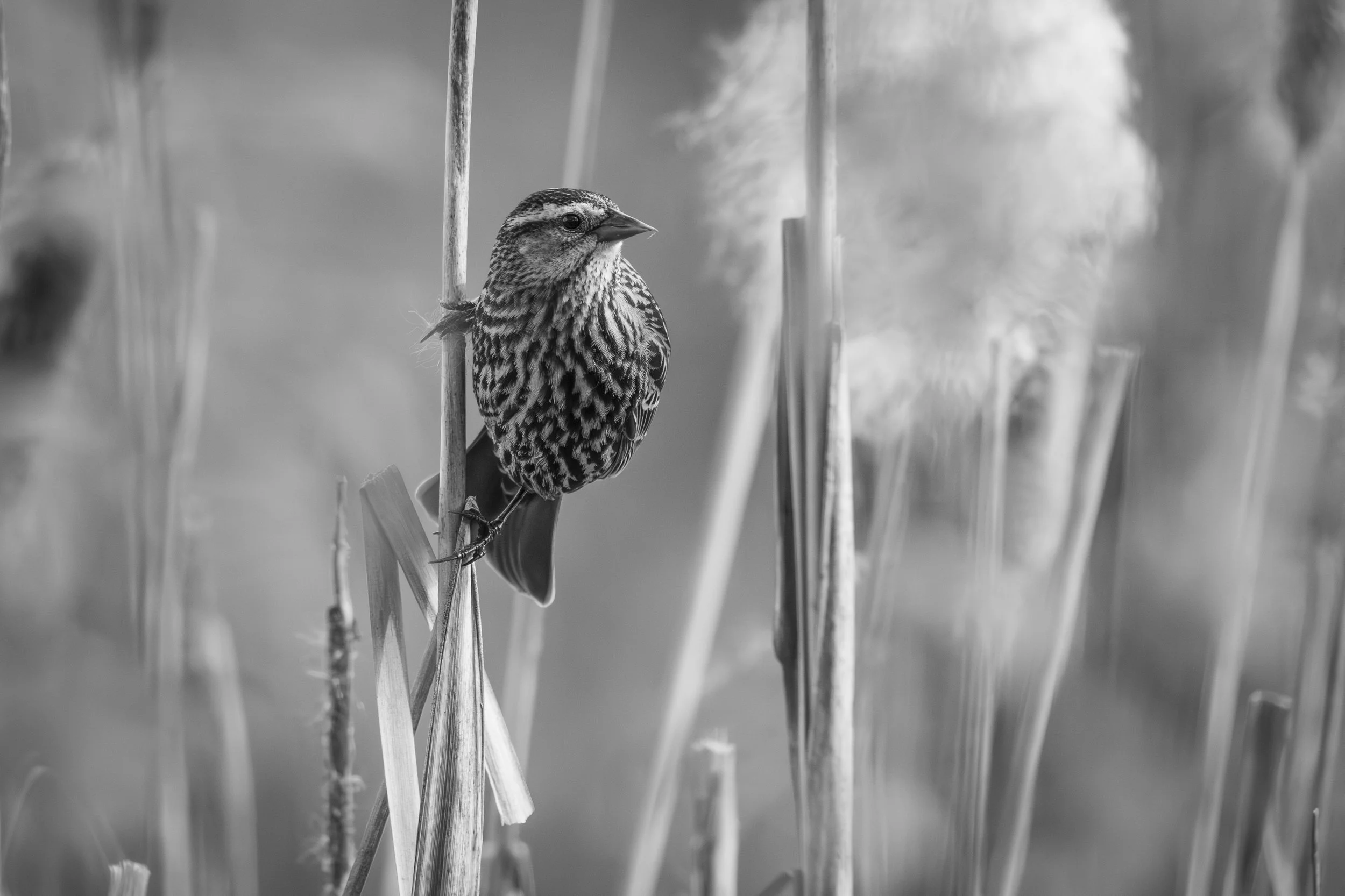rwbb_bw_2_wss_2026.jpg